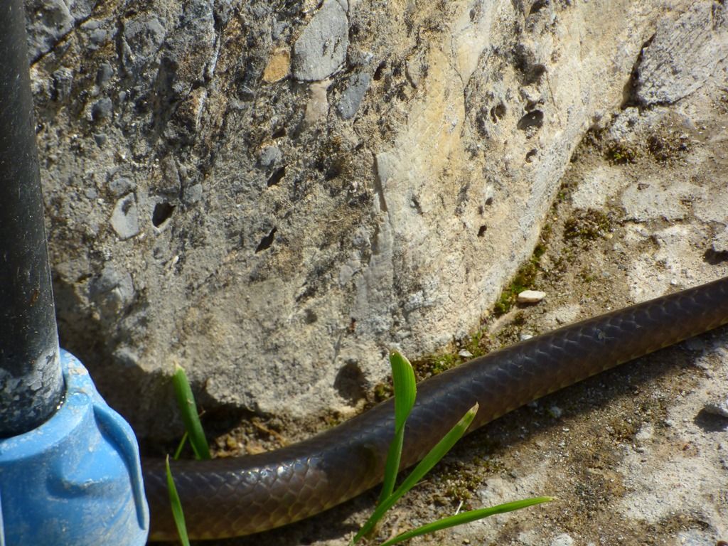 Saettone?  S, Zamenis longissimus